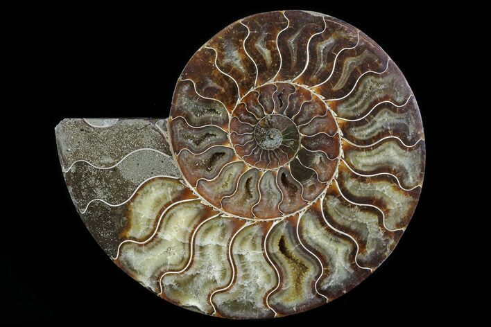 Cut Ammonite Fossil (Half) - Agatized #78340